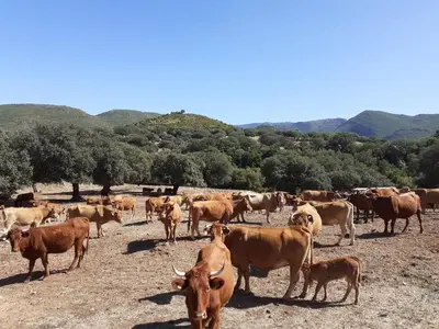 a herd of cows standing in a field at Apartamento Puerta al Mar in Cádiz