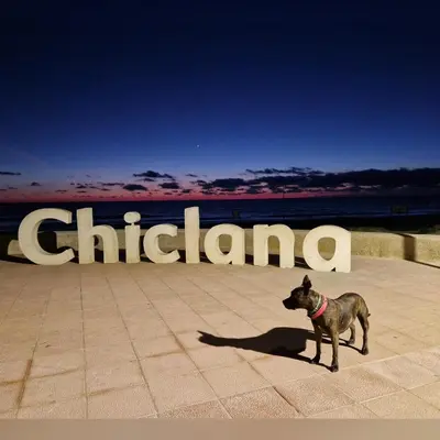 a dog standing in front of a chicago sign at Cozy Chalet - playa a 200m in Chiclana de la Frontera
