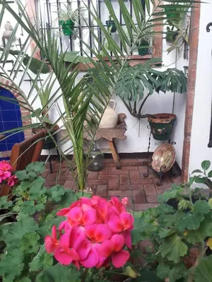 a pink flower in the middle of a garden at Casa Museo Jerez Centro in Jerez de la Frontera