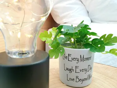 a wine glass and a plant on a table at Sherryflat Jarana- Parking in Jerez de la Frontera