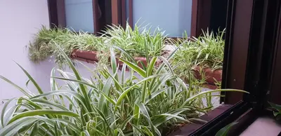 a group of plants on a window sill at habitacion en casa kenya in Jerez de la Frontera