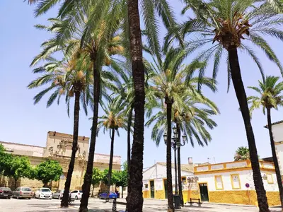 a group of palm trees on a street at Loft Sherry in Jerez de la Frontera