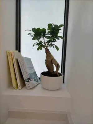 a plant sitting on a shelf next to books at Acogedor apartamento en la playa de Cádiz in Cádiz