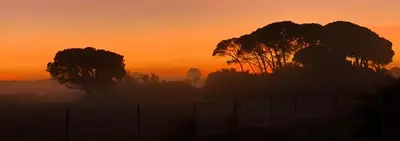 a misty field with trees at sunset at Studio La Maravilla 1001 Nacht, Playa La Barrosa in Chiclana de la Frontera