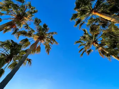 a group of palm trees against a blue sky at Studio La Maravilla 1001 Nacht, Playa La Barrosa in Chiclana de la Frontera