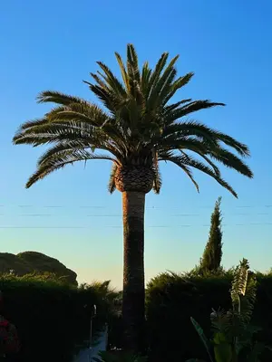 a palm tree in front of a blue sky at Studio La Maravilla 1001 Nacht, Playa La Barrosa in Chiclana de la Frontera