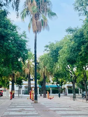 a palm tree in the middle of a city street at Ático Plaza España in Jerez de la Frontera