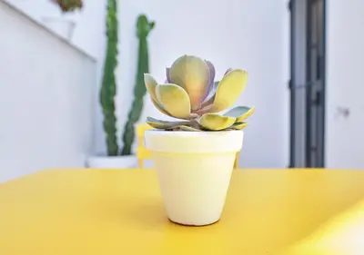 a plant in a white cup sitting on a table at Precioso duplex con patio junto a la Catedral in Cádiz