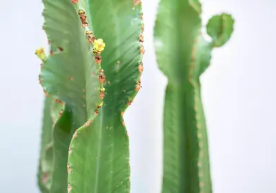 a close up of a green leaf of a plant at Precioso duplex con patio junto a la Catedral in Cádiz