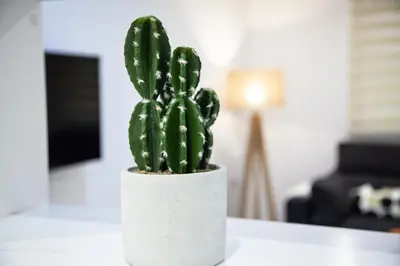 a green cactus in a white pot on a table at Loft en el corazón de Cádiz con opción a Parking in Cádiz