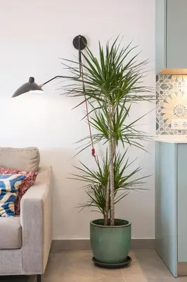 a plant in a green pot next to a couch at Sol de Sanlúcar Ático centro Parking incluido in Sanlúcar de Barrameda