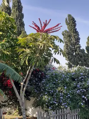a palm tree and flowers behind a white fence at Chalet Zorollo con piscina in Conil de la Frontera