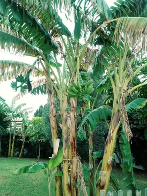 a banana tree with a bunch of bananas on it at Chalet Zorollo con piscina in Conil de la Frontera