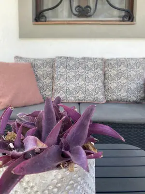 a purple plant sitting on top of a couch at SUMATRA in Chiclana de la Frontera