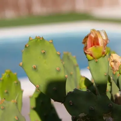 a close up of a green cactus with a flower at Vivienda Rural Cortijo de Liche in Arcos de la Frontera