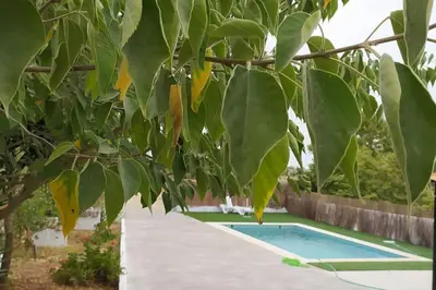 a tree with green leaves next to a swimming pool at Vivienda Rural Cortijo de Liche in Arcos de la Frontera