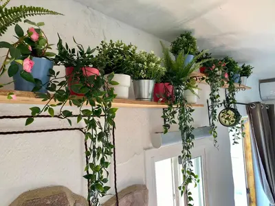 a bunch of plants on a shelf above a door at El Jardín de Lucas in Arcos de la Frontera