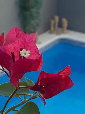 a red flower sitting next to a swimming pool at Casa Palacio Ánima in Jerez de la Frontera