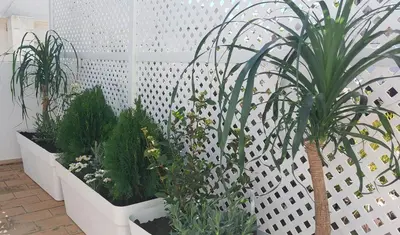 a group of plants in pots in a room at el 2 de Flamenco Ático 3ºB in Cádiz