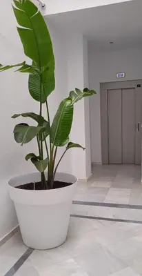 a plant in a white pot sitting on a floor at El 2 de Flamenco Ático 3ºA in Cádiz