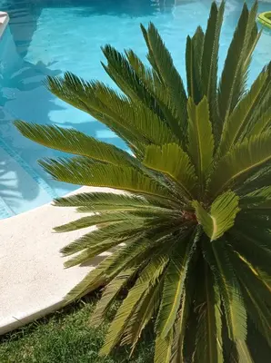 a palm tree next to a swimming pool at El Vaivén in El Puerto de Santa María