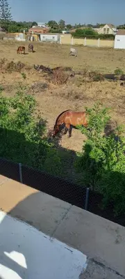 a brown horse grazing in a field with other horses at Villa Antonia in Chipiona