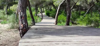 a walking path in a park with trees at Rota Mar in Rota