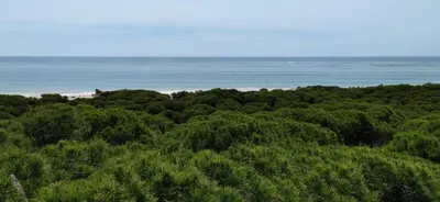 a view of a beach with trees and the ocean at Rota Mar in Rota