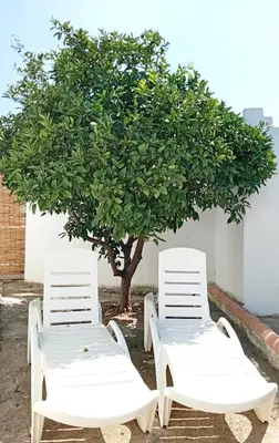 two white chairs sitting in front of a tree at Casa del abuelo antonioTrujillo in Conil de la Frontera