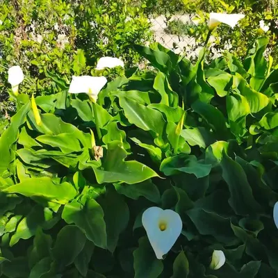 a bunch of green leaves with a white heart on them at Vivienda Rural La choza in Jerez de la Frontera