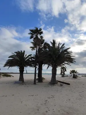 a group of palm trees on a sandy beach at Apartamento Bajamar in El Puerto de Santa María