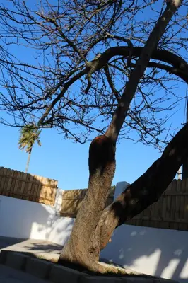 a tree in front of a fence at Naveros Bajo in Los Naveros