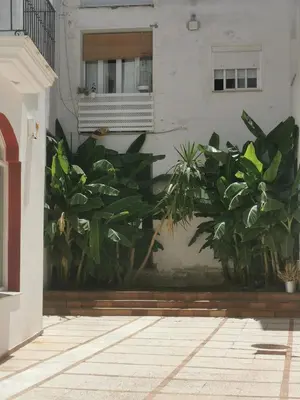 a bunch of plants in front of a building at Apartamento en calle Ancha, en pleno centro in Sanlúcar de Barrameda