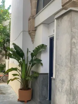 a plant in a pot sitting next to a building at La Casa de los Arcos - Casco Histórico - Parking opcional in Jerez de la Frontera