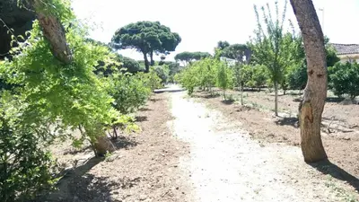 a path through a plantation of trees at Bungalow para quienes buscan tranquilidad in Chiclana de la Frontera