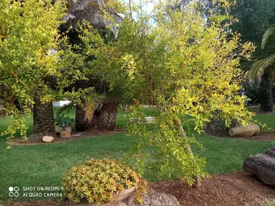 a garden with trees and green grass and rocks at El Olivar de Roche Viejo in Conil de la Frontera