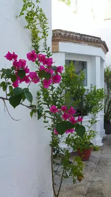 a plant with pink flowers in front of a window at Patios del Agua in El Puerto de Santa María