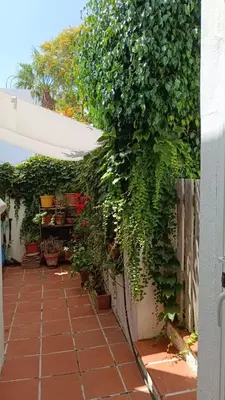 a patio with plants and flowers on a wall at Casa en Loma Sancti Petri a 900 m de la playa de La Barrosa in Chiclana de la Frontera