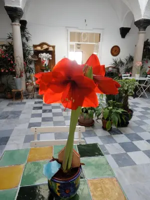 a red flower in a pot on a table at La Casa Grande in Arcos de la Frontera