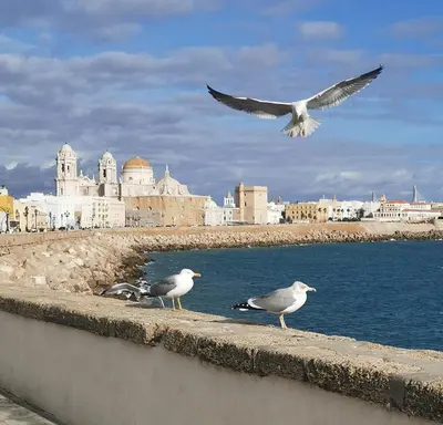 three seagulls standing on a wall near the water at Apartamento Suite CALETA in Cádiz