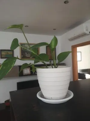 a plant in a white pot sitting on a table at La Casita del Arte in Cádiz