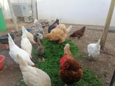 a group of chickens eating grass in a yard at Chiclana El Principito in Chiclana de la Frontera