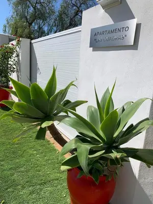 two green plants in a red pot next to a building at Apartamento “Las Cuadras “ in Cádiz