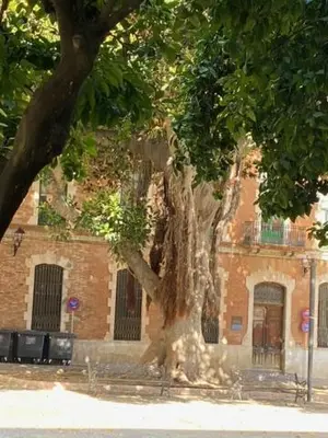 a large tree in front of a brick building at EL RINCON DE ELENA (CASCO HISTORICO) in Jerez de la Frontera
