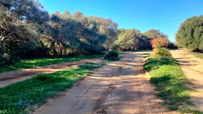 a dirt road with trees on both sides at Finca La Parrilla Maison Piscine nature chevaux in Arcos de la Frontera
