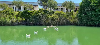 a group of white birds swimming in a body of water at Studio andalou , campagne , chevaux , piscine commune in Arcos de la Frontera