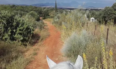 a white horse walking down a dirt road at Studio andalou , campagne , chevaux , piscine commune in Arcos de la Frontera