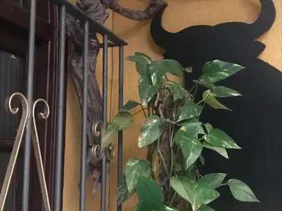 a plant next to a iron gate with a cat on the wall at Hotel Nova Centro in Jerez de la Frontera