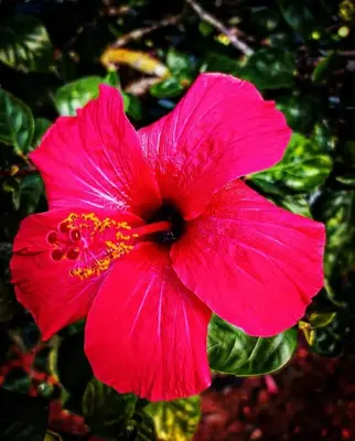 a bright pink flower with yellow pollen on it at Casa con Piscina Privada y Barbacoa en Chiclana Capacidad hasta 10 personas in Chiclana de la Frontera