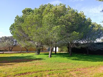 a group of trees in a grass field at Casa con Piscina Privada y Barbacoa en Chiclana Capacidad hasta 10 personas in Chiclana de la Frontera